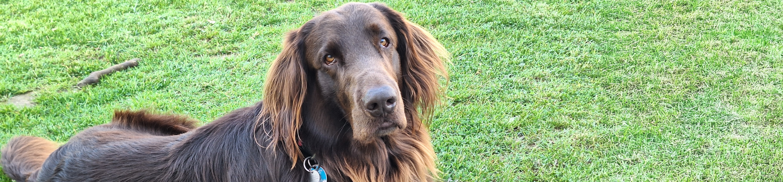 Karl, el co-terapeuta 1 Karl Co Therapeut scaled